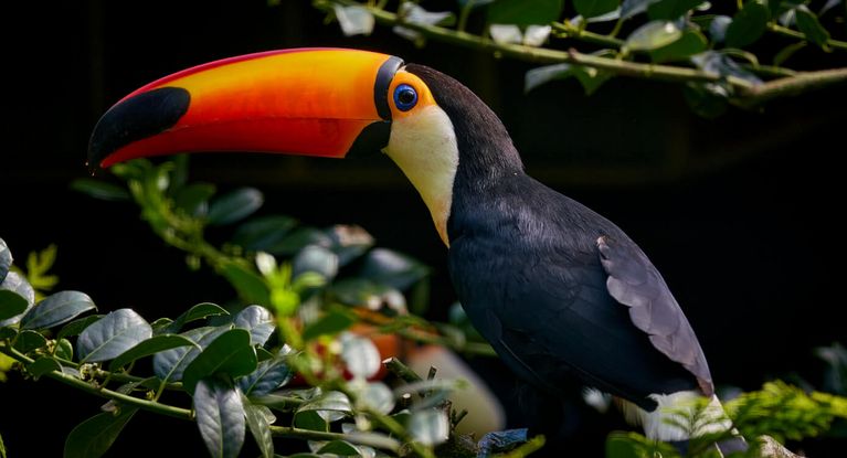 Tukan sitz im Gebüsch