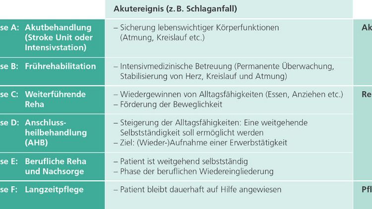 Abbildung neurologisches Phasenmodell