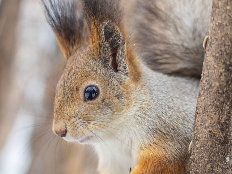 Eichhörnchen zwischen Ästen
