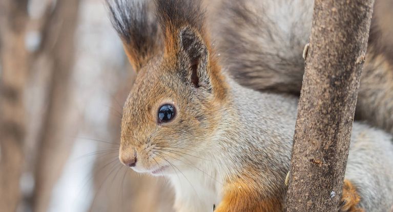 Eichhörnchen zwischen Ästen