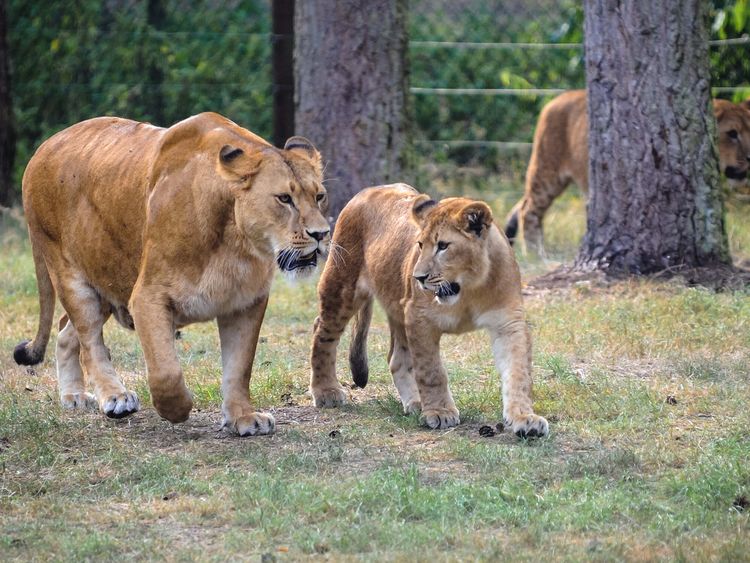 Löwen im Serengeti-Park Hodenhagen